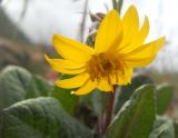 Ligularia narynensis