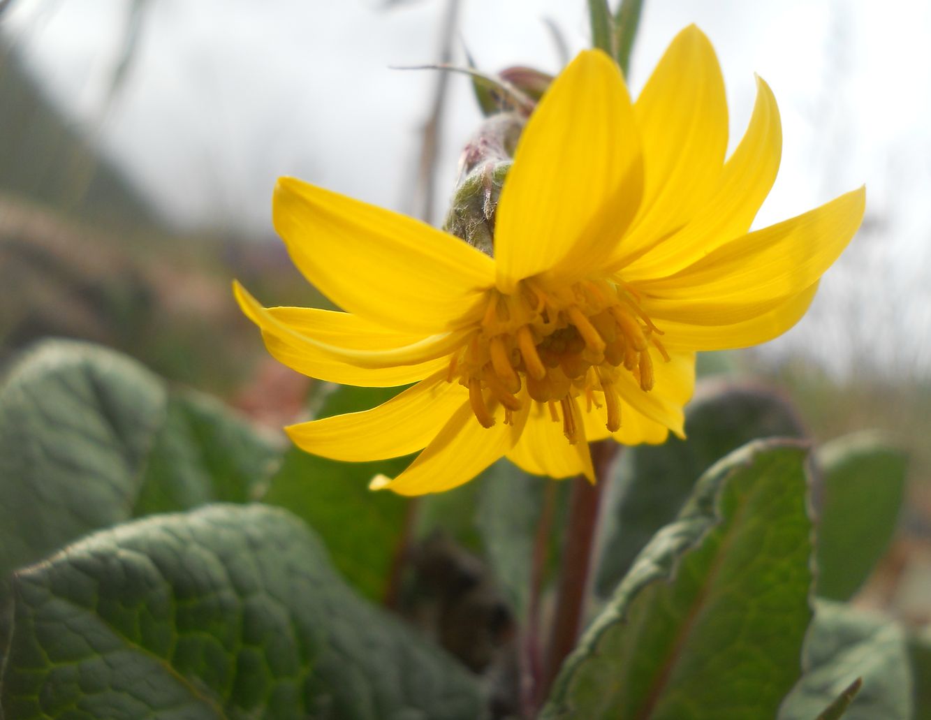 Изображение особи Ligularia narynensis.