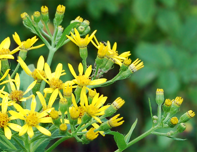 Image of Senecio sarracenicus specimen.