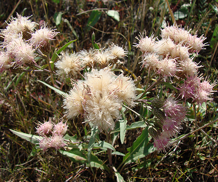 Изображение особи Saussurea amara.