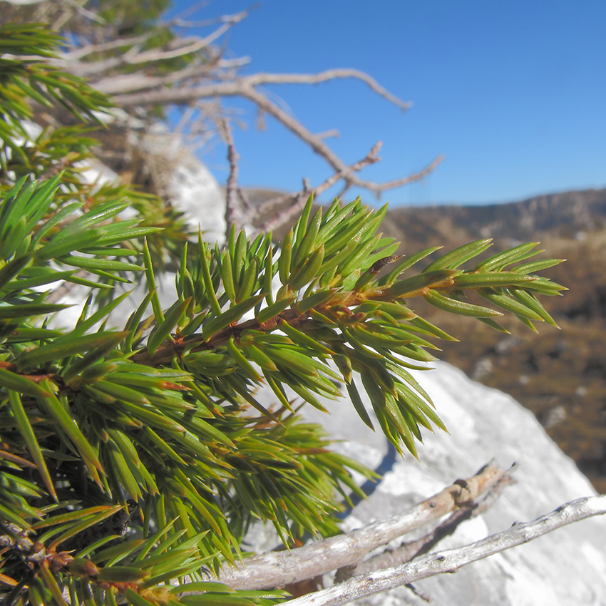 Изображение особи Juniperus hemisphaerica.