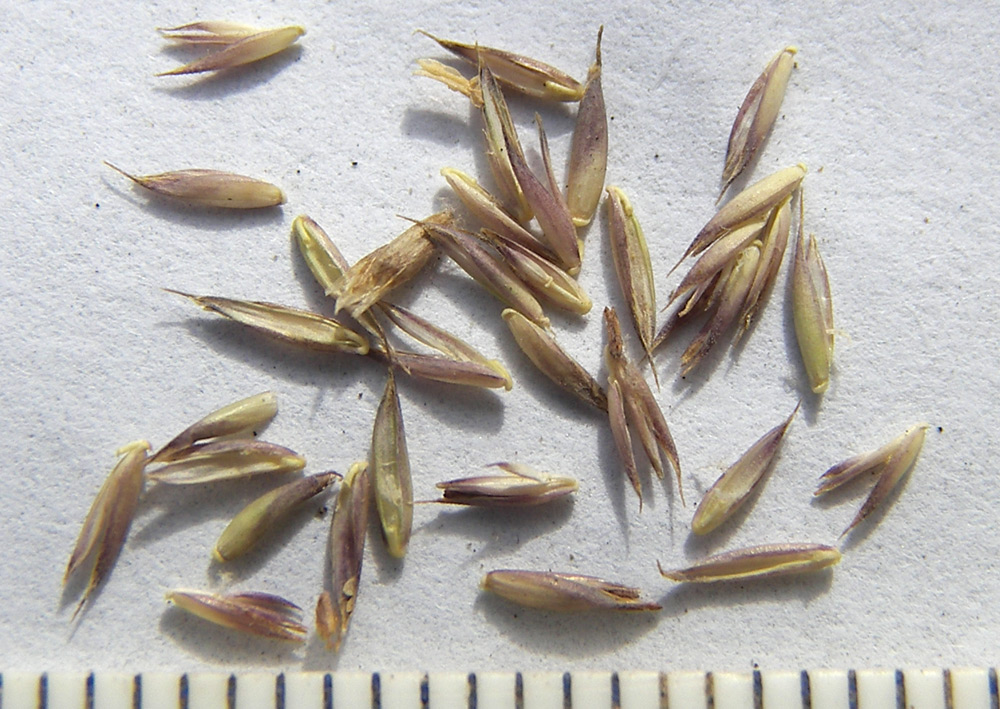 Image of Festuca ovina specimen.