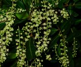 Cupaniopsis anacardioides