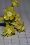 Euphorbia schimperi