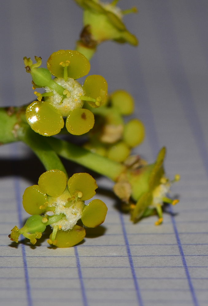 Изображение особи Euphorbia schimperi.