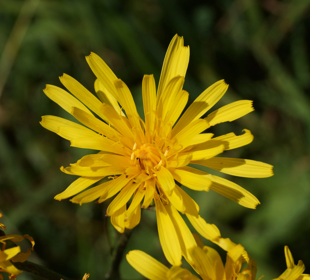 Image of Crepis sibirica specimen.