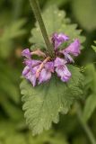 Betonica macrantha. Часть побега с соцветием. Адыгея, Майкопский р-н, плато Лаго-Наки, хр. Каменное Море, субальпийский луг. 19.07.2015.