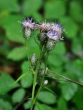 Saussurea subtriangulata