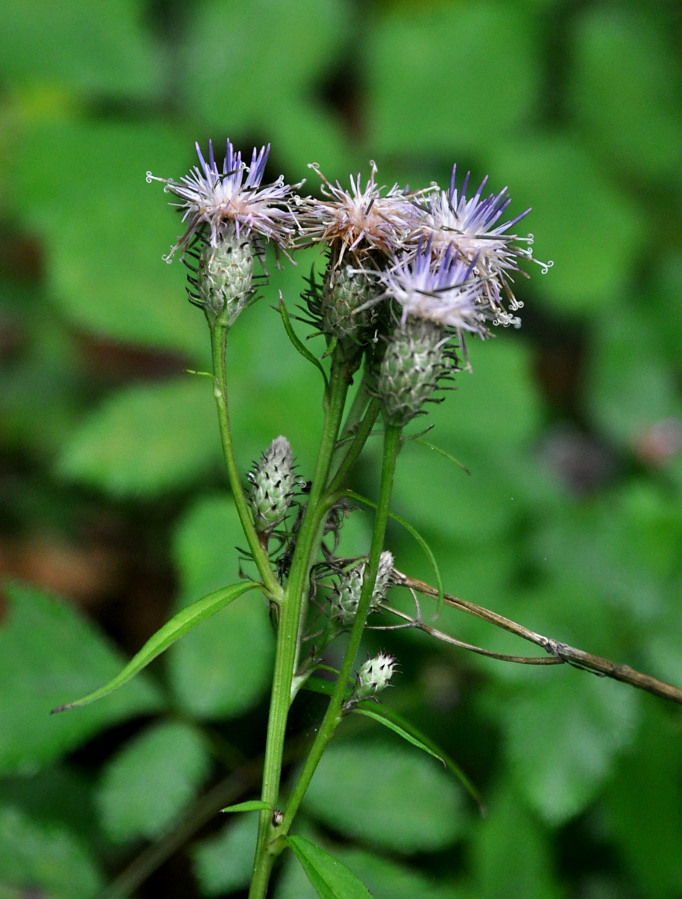 Изображение особи Saussurea subtriangulata.