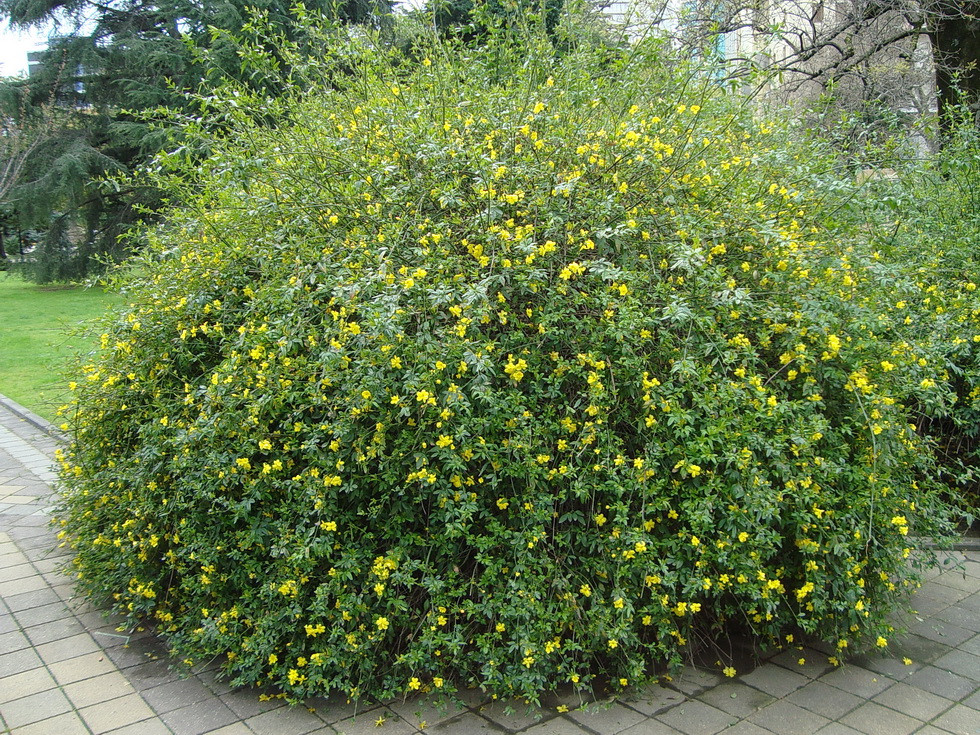 Изображение особи Jasminum mesnyi.