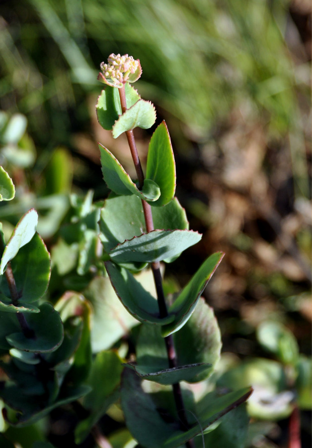 Image of Hylotelephium ussuriense specimen.