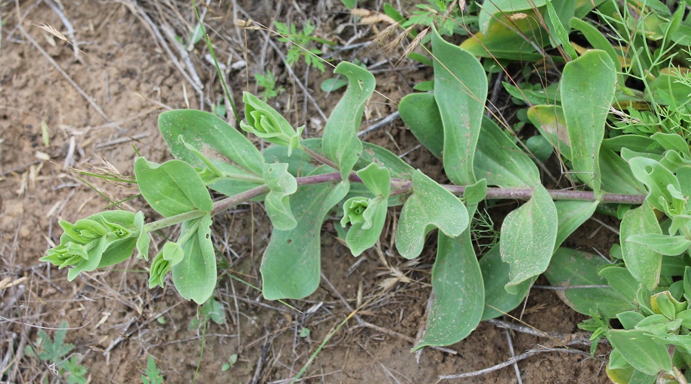 Image of Gypsophila perfoliata specimen.