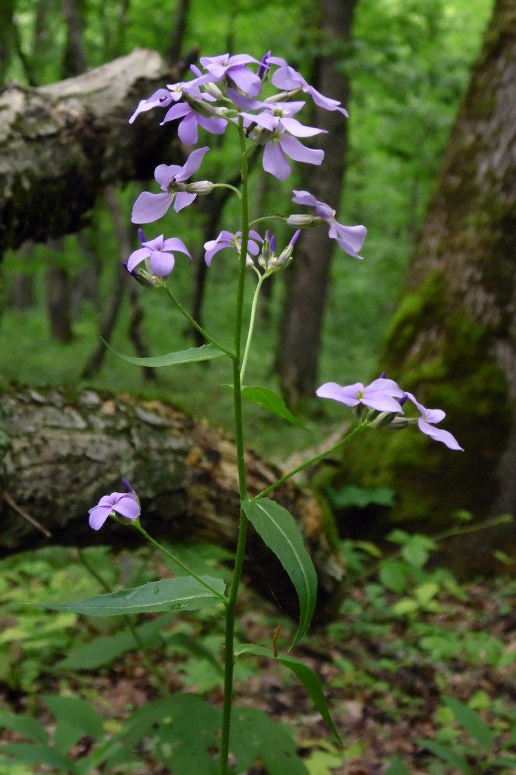 Image of Hesperis matronalis specimen.