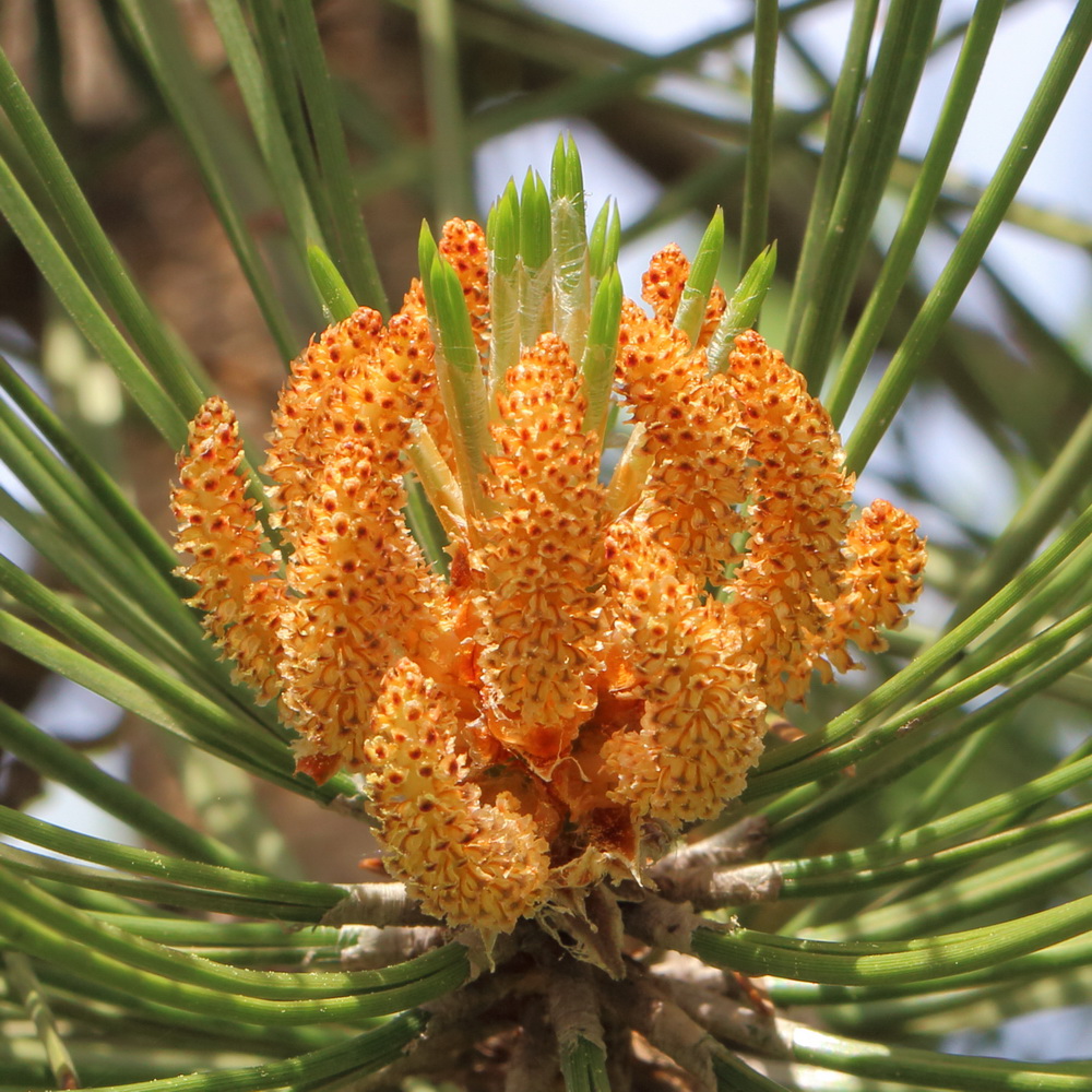 Image of Pinus sylvestris specimen.