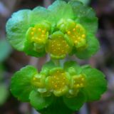 Chrysosplenium alternifolium