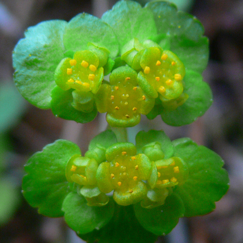 Image of Chrysosplenium alternifolium specimen.