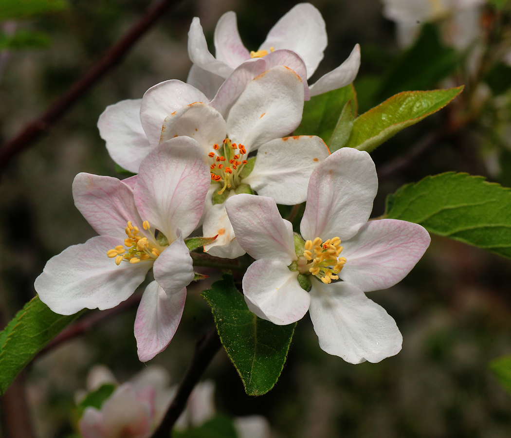 Image of Malus domestica specimen.