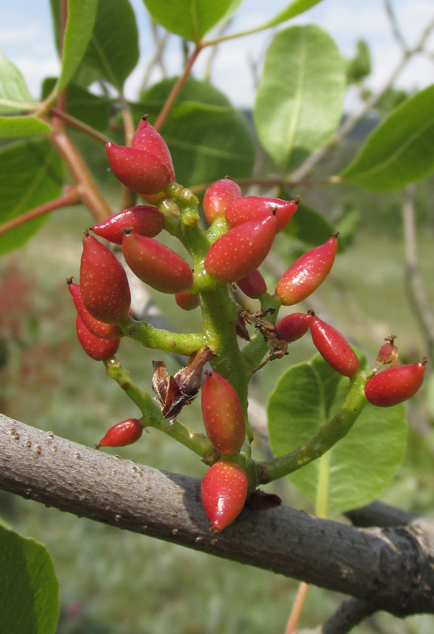 Изображение особи Pistacia vera.
