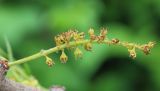 Gleditsia triacanthos variety laevis. Соцветие (var. inermis). Ростовская обл., г. Таганрог, в озеленении во дворе. 02.06.2016.