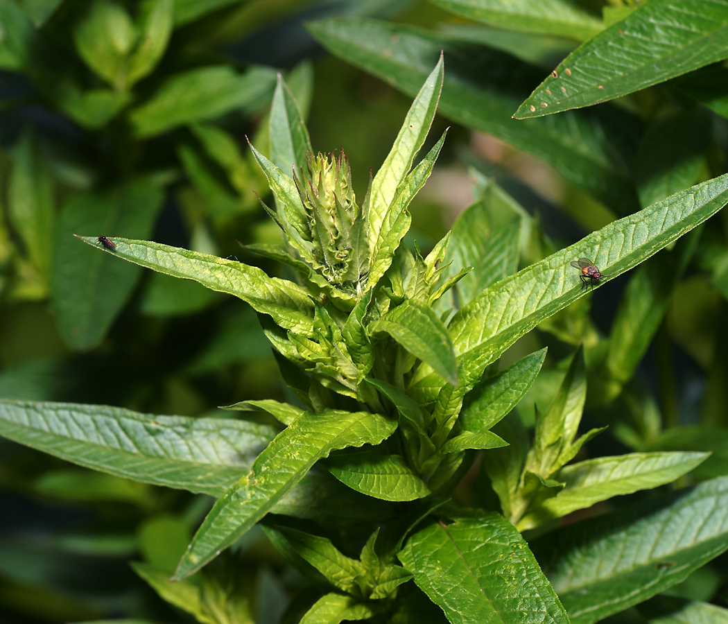 Image of Lythrum salicaria specimen.