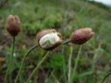 Papaver anomalum. Бутоны. Приморье, окр. г. Находка, бухта Шепалово, поляна на склоне. 11.06.2016.