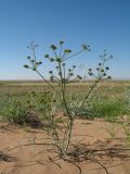 Ferula karelinii. Цветущее растение. Казахстан, Южное Прибалхашье, южная кромка пустыни Таукум. 20 мая 2016 г.