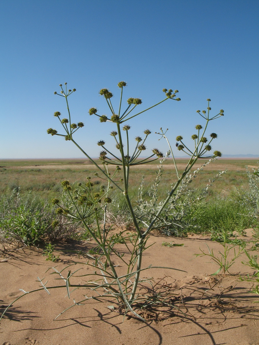 Изображение особи Ferula karelinii.