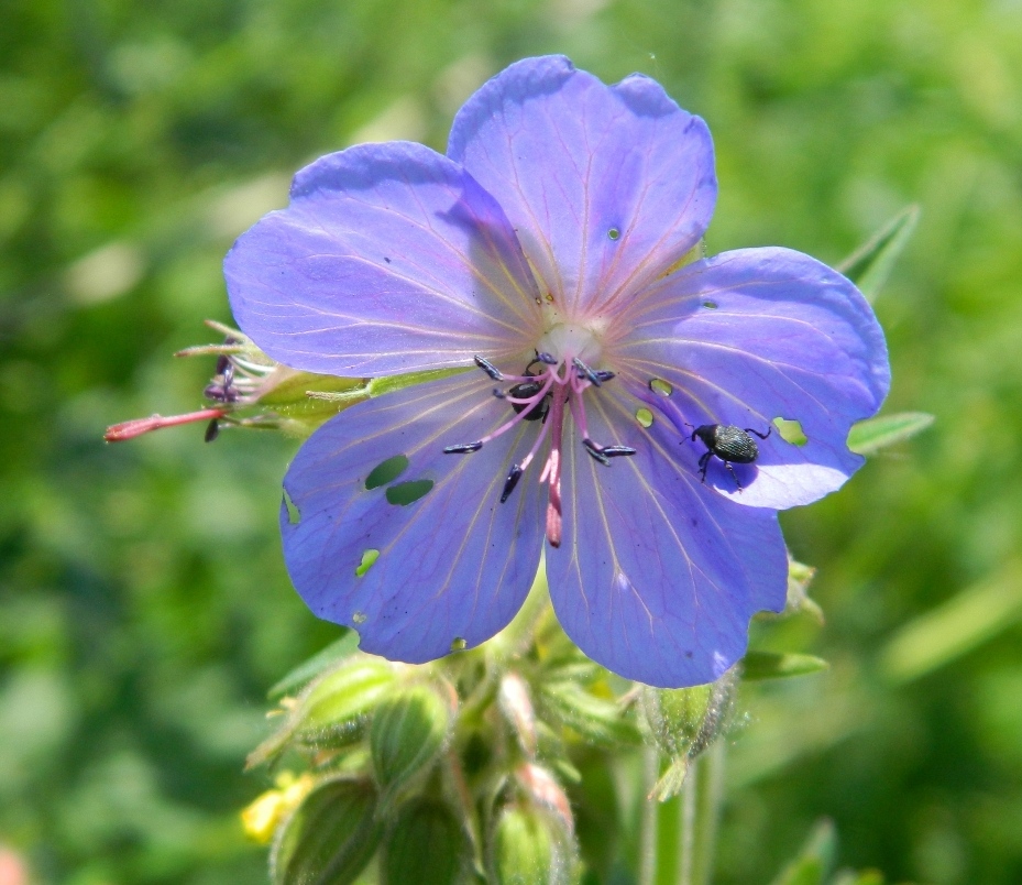 Изображение особи Geranium pratense.