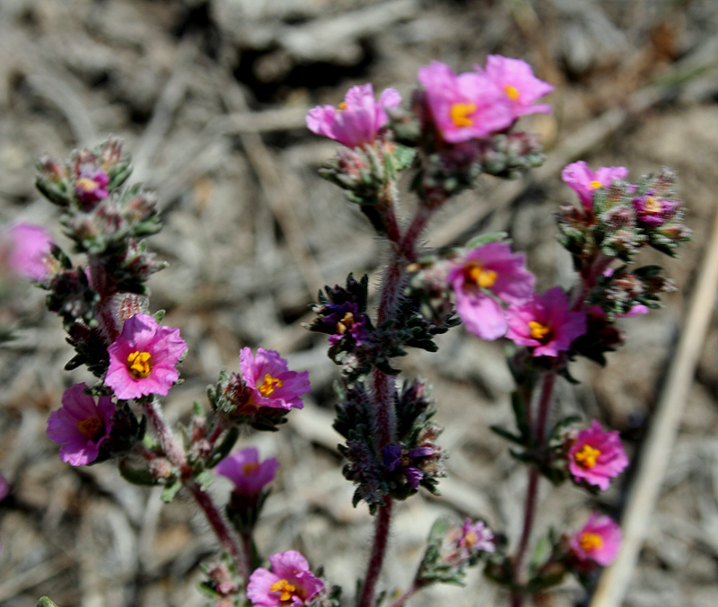 Image of Frankenia hirsuta specimen.