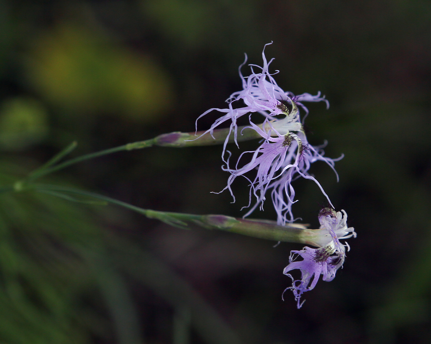 Изображение особи Dianthus superbus.