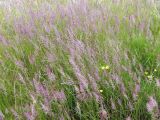 род Calamagrostis. Заросли цветущих растений. Кольский п-ов, Восточный Мурман, Дальние Зеленцы. 03.08.2009.