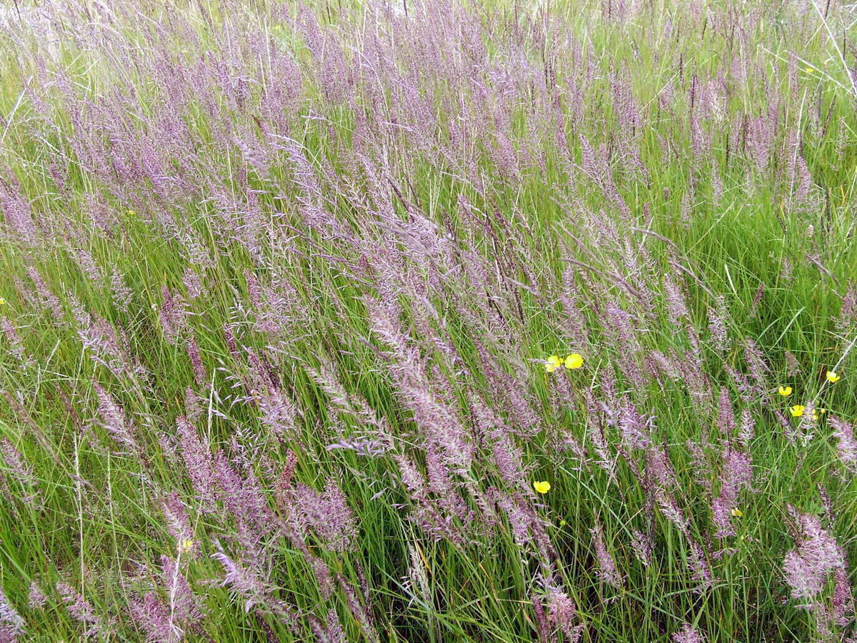 Изображение особи род Calamagrostis.