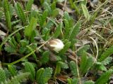 Dryas oxyodonta