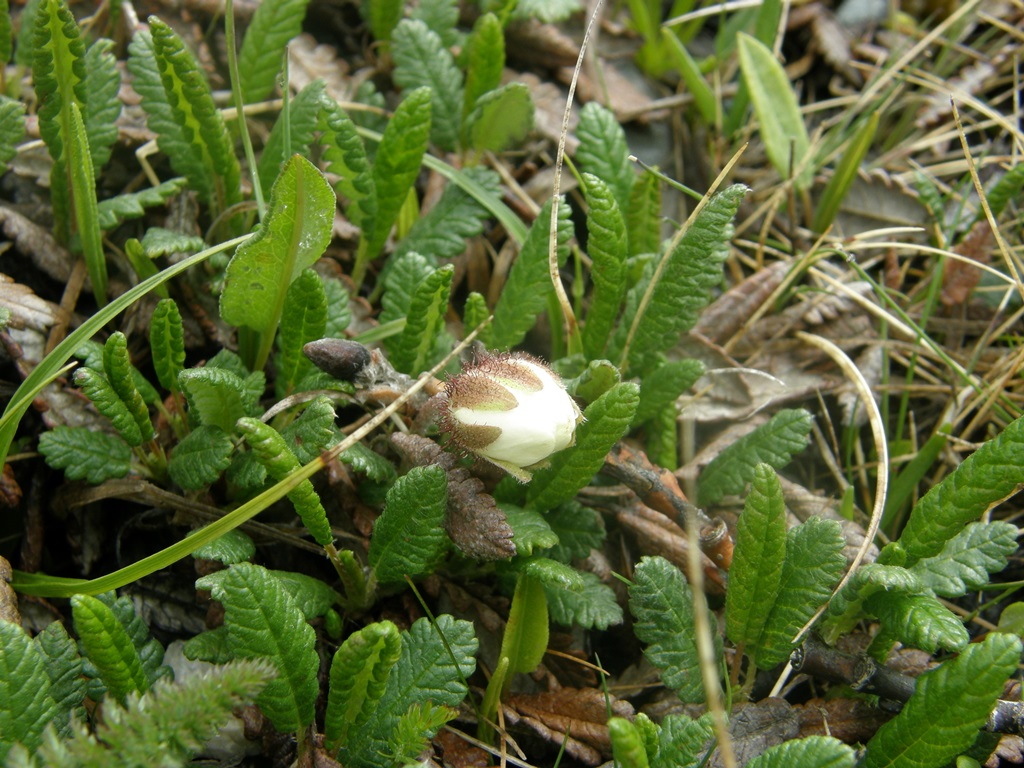 Изображение особи Dryas oxyodonta.