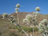 Eryngium macrocalyx