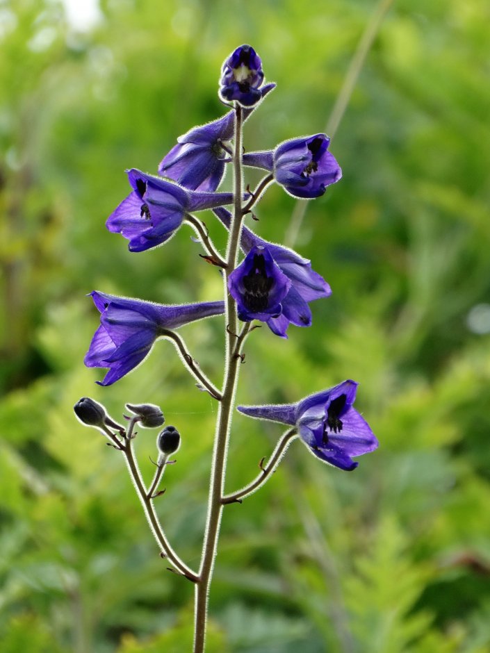 Image of Delphinium maackianum specimen.