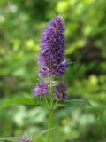 Agastache rugosa