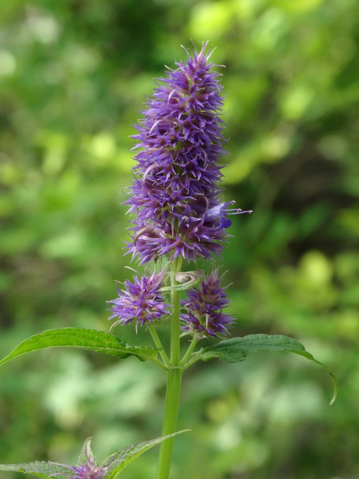 Изображение особи Agastache rugosa.