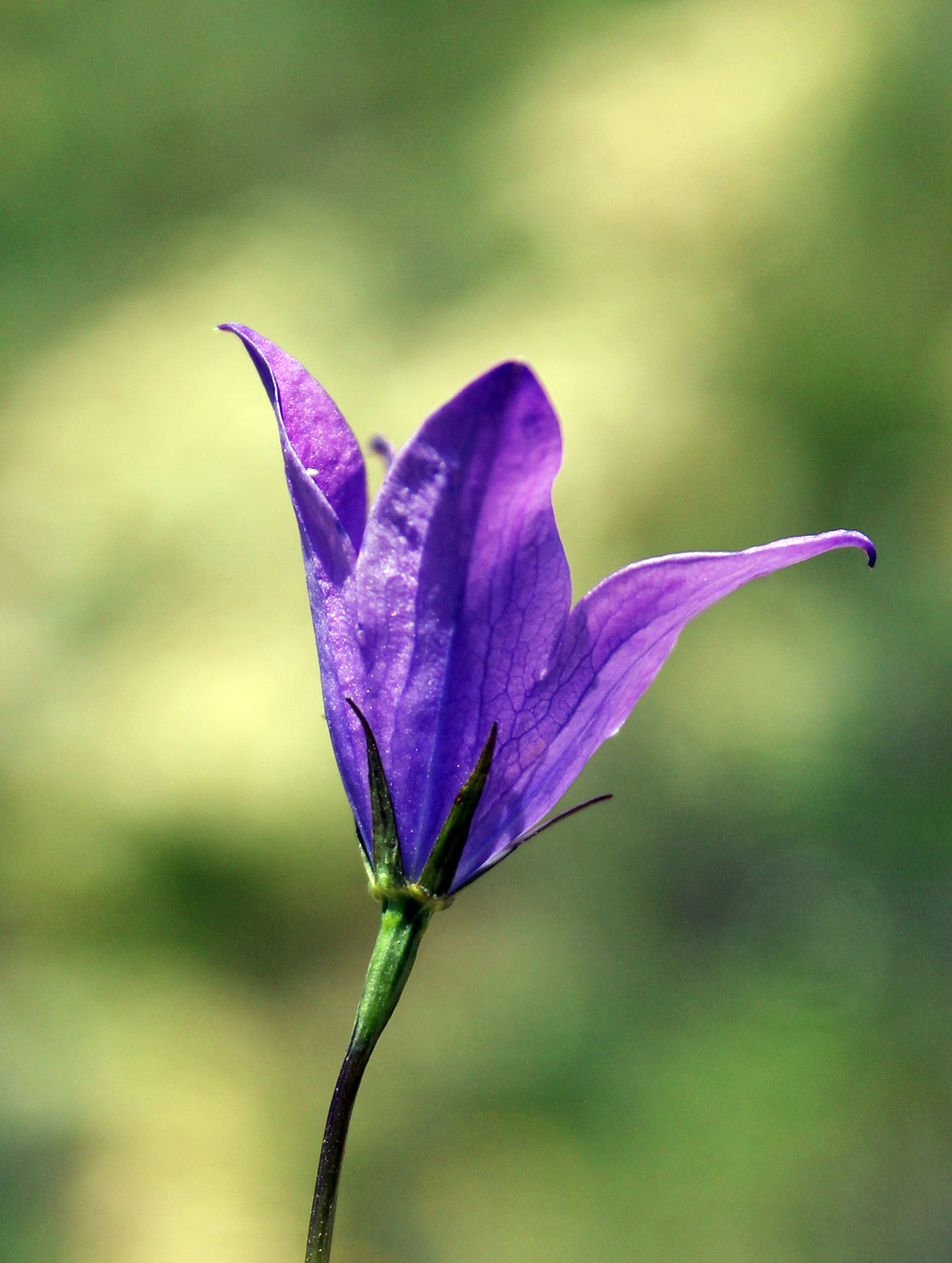 Image of Campanula stevenii specimen.