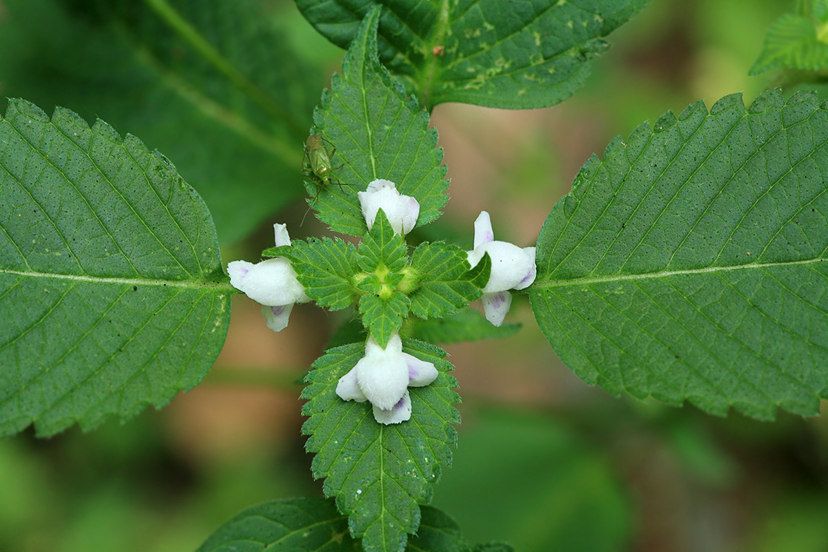 Изображение особи Galeopsis bifida.