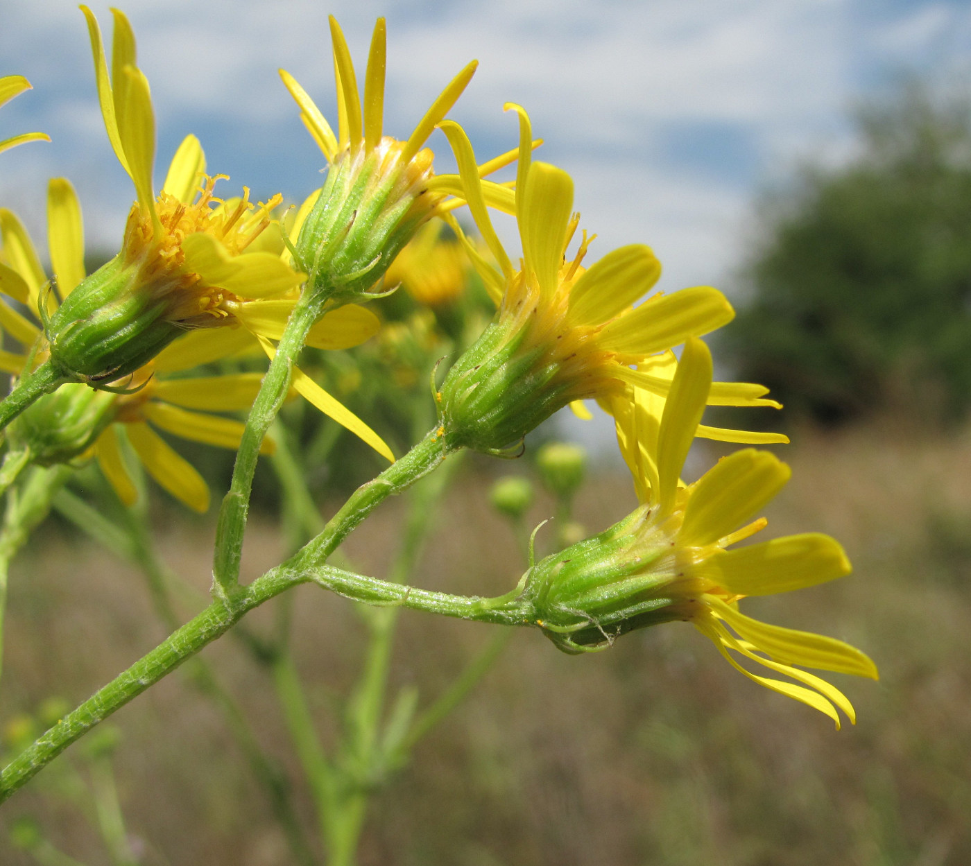 Изображение особи Senecio grandidentatus.