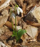 Galanthus woronowii