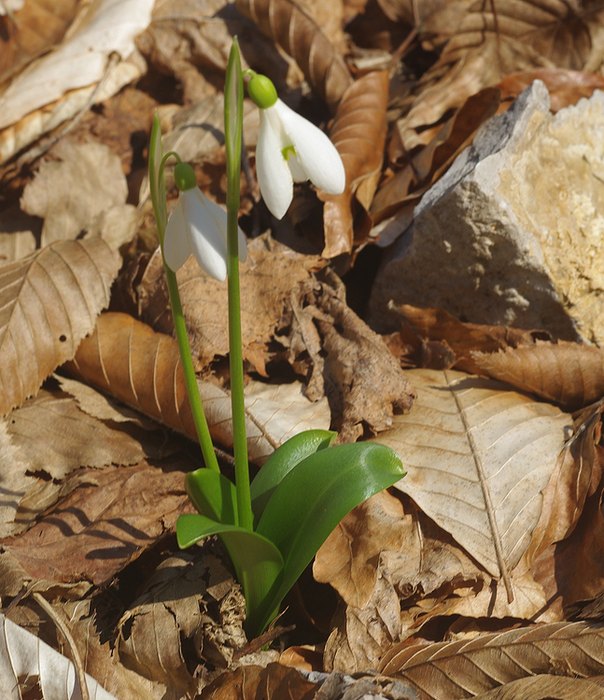 Изображение особи Galanthus woronowii.