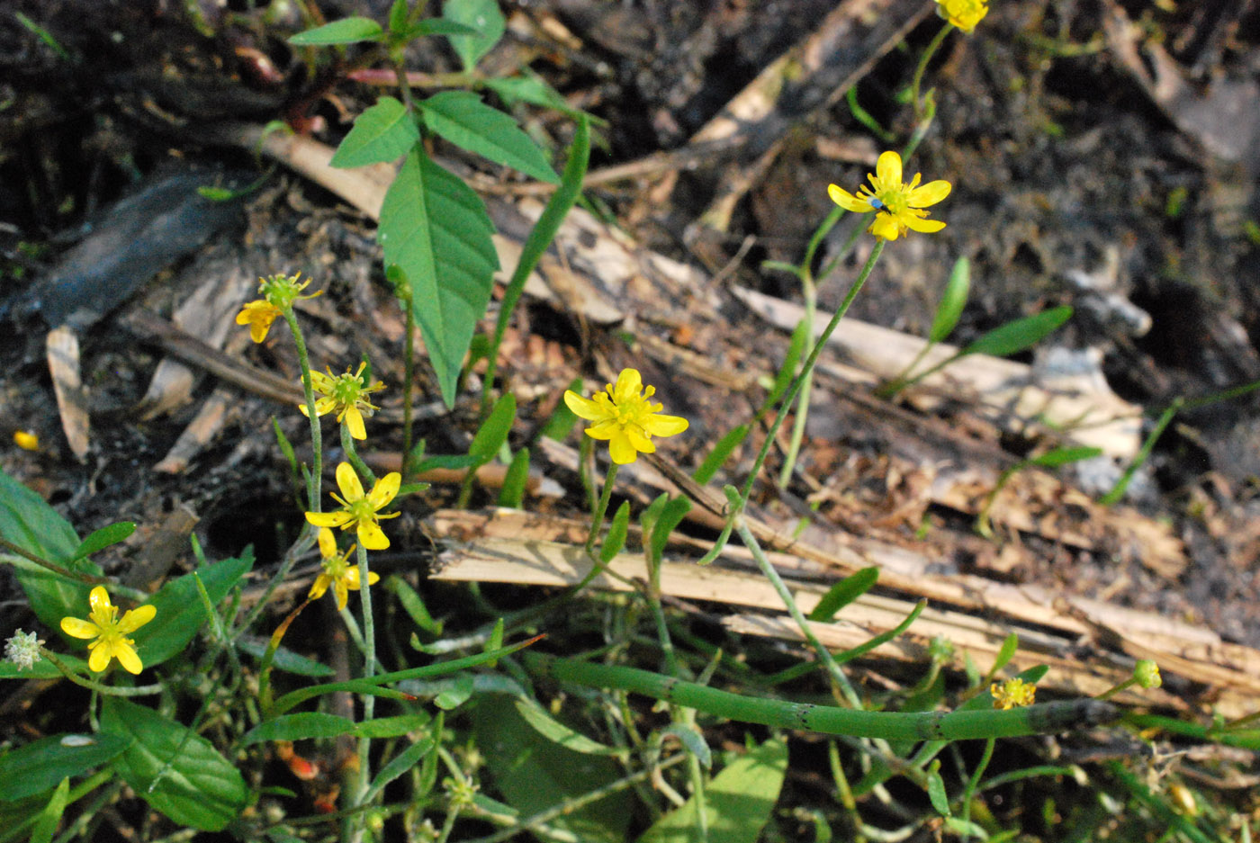 Image of Ranunculus flammula specimen.