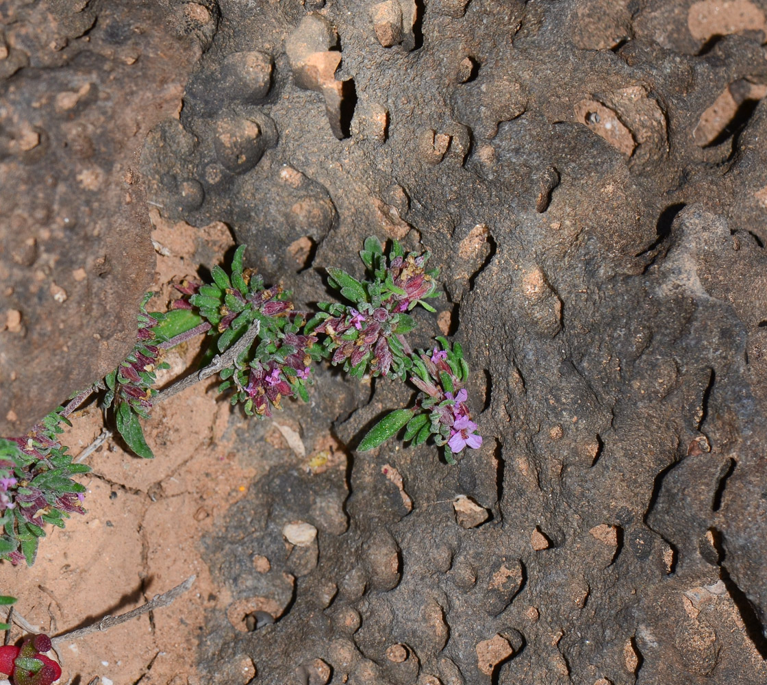 Image of genus Frankenia specimen.