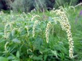 Persicaria lapathifolia. Верхушка растения с соцветиями. Литва, г. Каунас, побережье реки Неман. 14.08.2016.