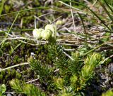 Phyllodoce aleutica. Верхушка цветущего растения. Камчатский край, Елизовский р-н, горный массив Вачкажец. 18.08.2016.