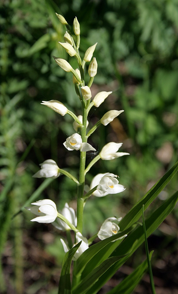 Image of Cephalanthera longifolia specimen.