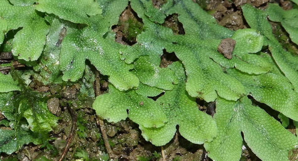 Image of Conocephalum conicum specimen.