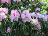 Rhododendron makinoi